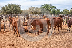 cattle in the kraal