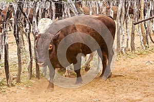 cattle in the kraal