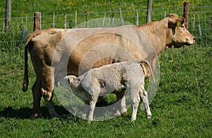Cattle are large, domesticated, bovid ungulates.