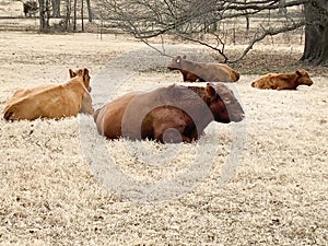 Cattle laying down, chewing cud in a winter pasture, brown grass