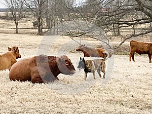 Cattle laying down, chewing cud in a winter pasture, Dutch Shepherd dog walking among them