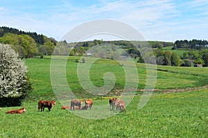 Limousin cows in France