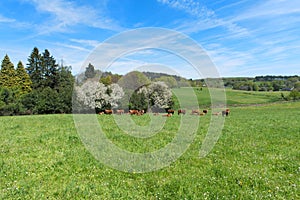 Limousin cows in France