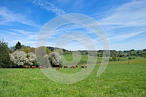 Limousin cows in France photo