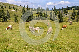 Cattle, Livestock grazing on pasture in mountains