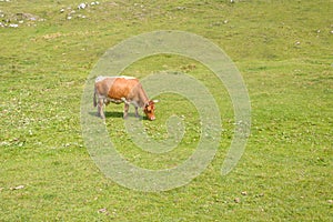 Cattle, Livestock grazing on pasture in mountains