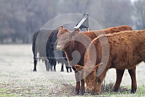 Solar panel, electric fence in the cow pasture with cattle