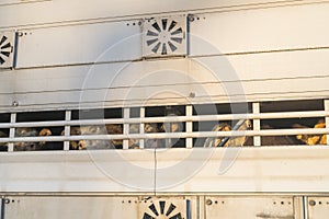 Cattle in a livestock transporter