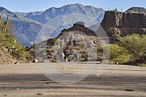 cattle on a lonely highway with yellow middle line in a beautiful and arid desert landscape