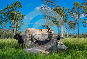 Cattle in long grass