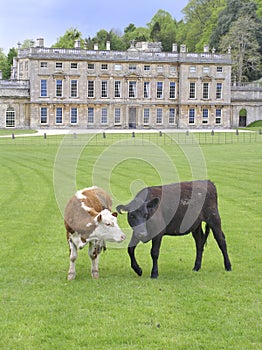 Cattle and manor house (1)