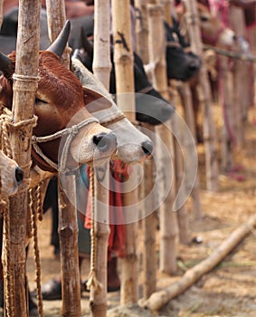 Cattle market in Bangladesh