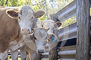 Cattle market day