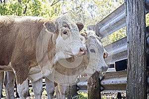 Cattle market day