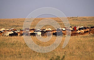 Cattle with Masai Gardian, Masai Mara Park in Kenya photo