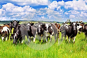 Cattle in the meadow photo