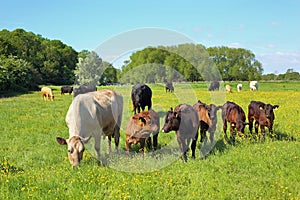 Cattle in a meadow