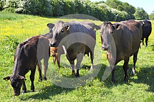 Cattle in a meadow