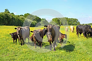 Cattle in a meadow