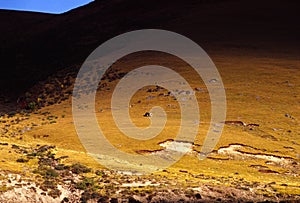 Cattle in the meadow