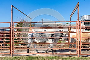 cattle in a metal cage with direction stable in Fort Worth