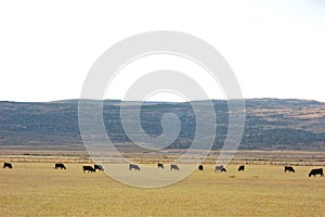 Cattle on Middle Ground