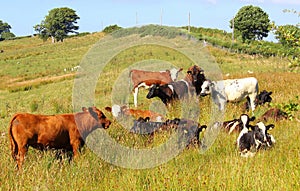 Heifers, mixed breeds and colours, in hillside meadow.