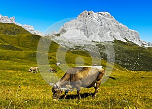 Cattle on a mountain pasture photo