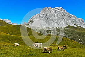 Cattle on a mountain pasture photo