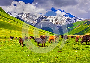 Cattle on a mountain pasture.