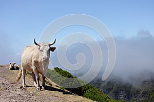 Cattle in the mountains of Madeira