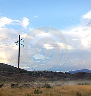 Cattle moving and grazing rural down a desert trail