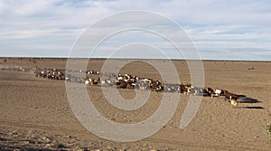 Cattle muster photo