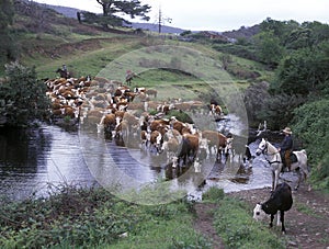 Cattle muster