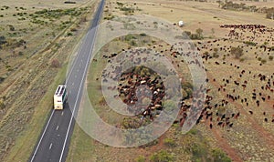 Cattle muster outback Queensland. photo