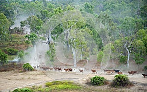 Cattle mustering on the flood plains near the gulf of Carpentaria.