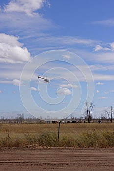 Cattle mustering with helicopter and motorbikes in Queensland