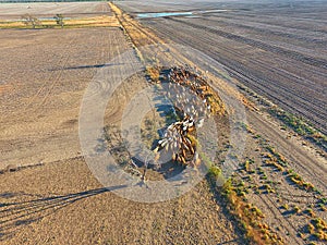 Cattle mustering in outback