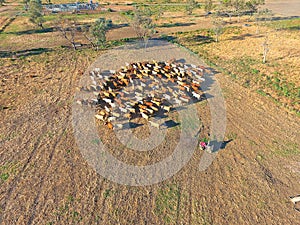 Cattle mustering in outbacks