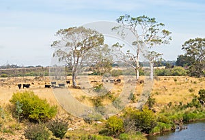 Cattle Next to the South Esk River