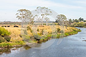 Cattle Next to the South Esk River