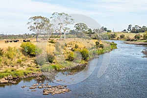 Cattle Next to the South Esk River