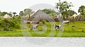 Cattle at the nile river in South Sudan photo