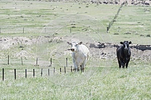 Cattle on Open Rangeland in Rural Colorado