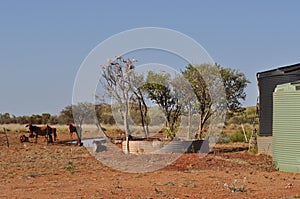 Cattle in outback near water watering hole