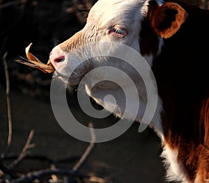 Cattle; ox; a surname; moggy; moo-cow