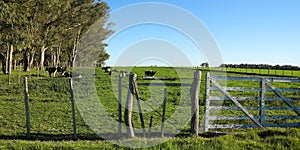 Cattle in a paddock,