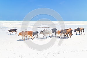 Cattle on Paje beach, Zanzibar. photo