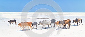 Cattle on Paje beach, Zanzibar. photo