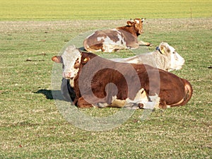 Cattle in Pasture